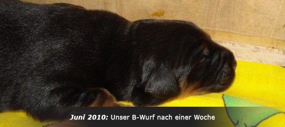 Hovawart Zucht "vom Windberg"