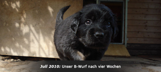 Hovawart Zucht "vom Windberg"