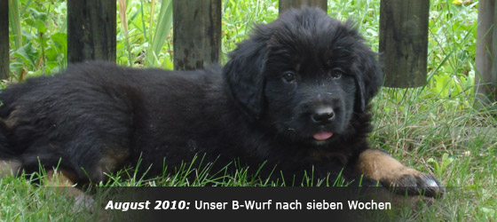 Hovawart Zucht "vom Windberg"