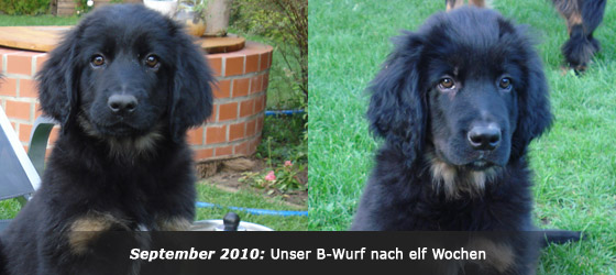 Hovawart Zucht "vom Windberg"