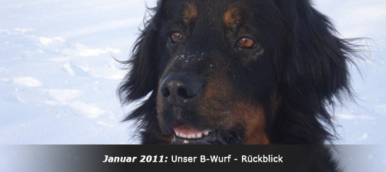 Hovawart Zucht "vom Windberg"