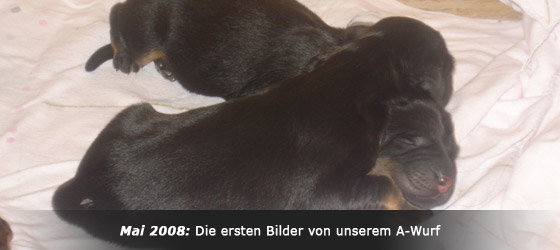 Hovawart Zucht "vom Windberg"