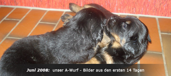 Hovawart Zucht "vom Windberg"