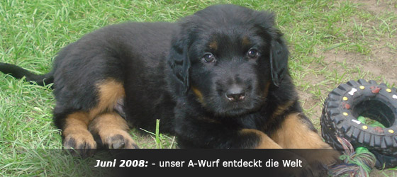 Hovawart Zucht "vom Windberg"
