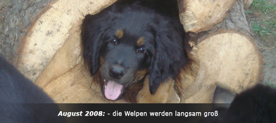Hovawart Zucht "vom Windberg"